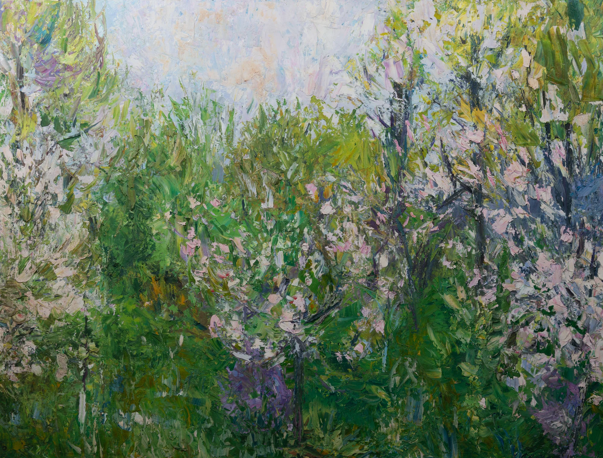 Apple Blossom, Lanner Orchard